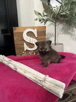 Tcup Sadie, a female Pomeranian for sale in Ocala, FL – 5 of 7