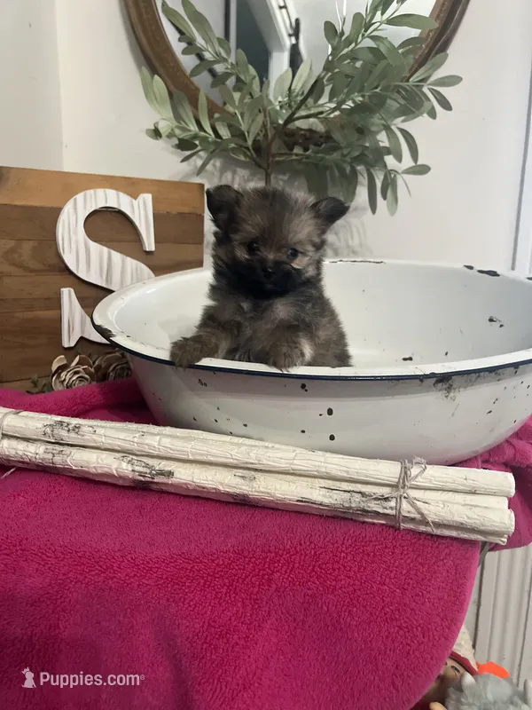 Tcup Sadie – Pomeranian puppy for sale in Ocala, FL