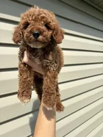 Buster , a male Miniature Goldendoodle for sale in Madisonville, KY – 4 of 4