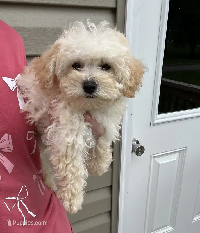 Malibu  – Miniature Goldendoodle puppy for sale in Madisonville, KY