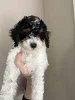 Sasha , a female Cavapoo for sale in Madisonville, KY – 4 of 6