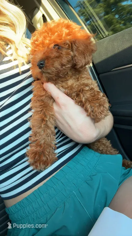 Louie  – Miniature Goldendoodle puppy for sale in Madisonville, KY