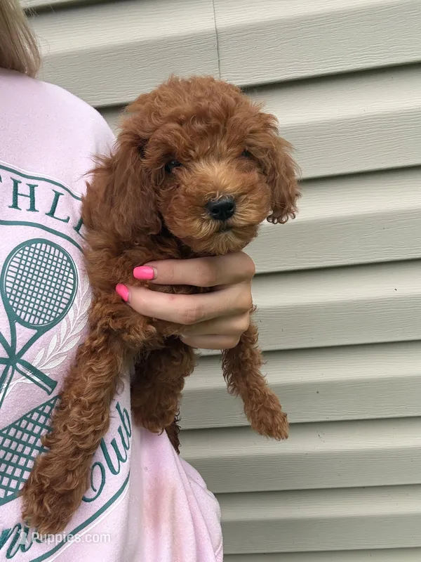 Sasha  – Miniature Goldendoodle puppy for sale in Madisonville, KY
