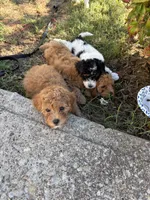 Brodie , a male Cavapoo for sale in Madisonville, KY – 6 of 6