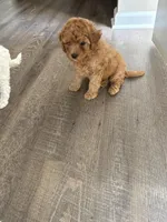 Buster , a male Cavapoo for sale in Madisonville, KY – 3 of 7