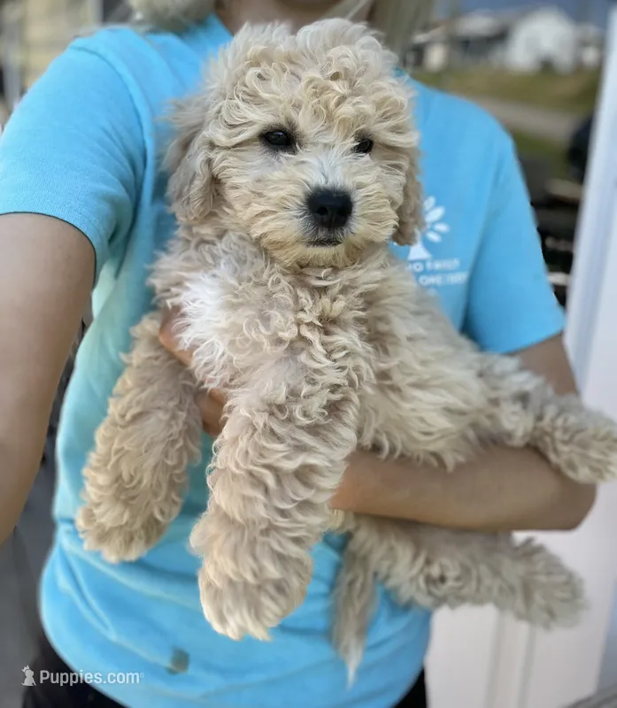 Marley  – Miniature Goldendoodle puppy for sale in Madisonville, KY