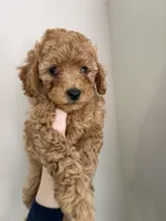 Buster , a male Cavapoo for sale in Madisonville, KY – 6 of 7