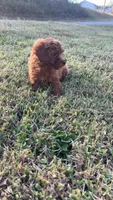 Sadie , a female Poodle - Toy  for sale in Madisonville, KY – 3 of 5