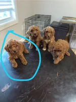 Buster , a female Miniature Goldendoodle for sale in Madisonville, KY – 1 of 1