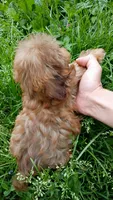 Lady , a female Shihpoo for sale in Madisonville, KY – 2 of 2