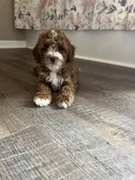Buster , a male Miniature Goldendoodle for sale in Madisonville, KY – 4 of 8