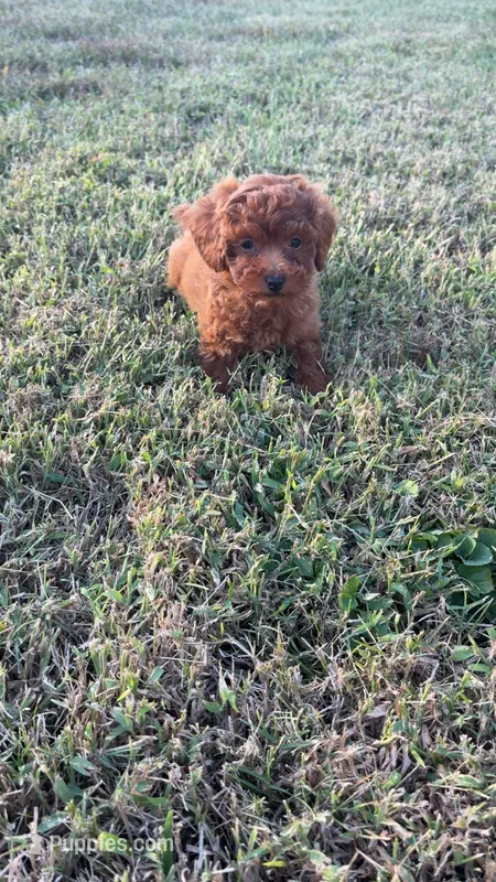 Sadie  – Poodle - Toy  puppy for sale in Madisonville, KY