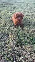 Sadie , a female Poodle - Toy  for sale in Madisonville, KY – 1 of 5