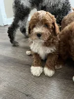 Bingo , a male Miniature Goldendoodle for sale in Madisonville, KY – 1 of 2