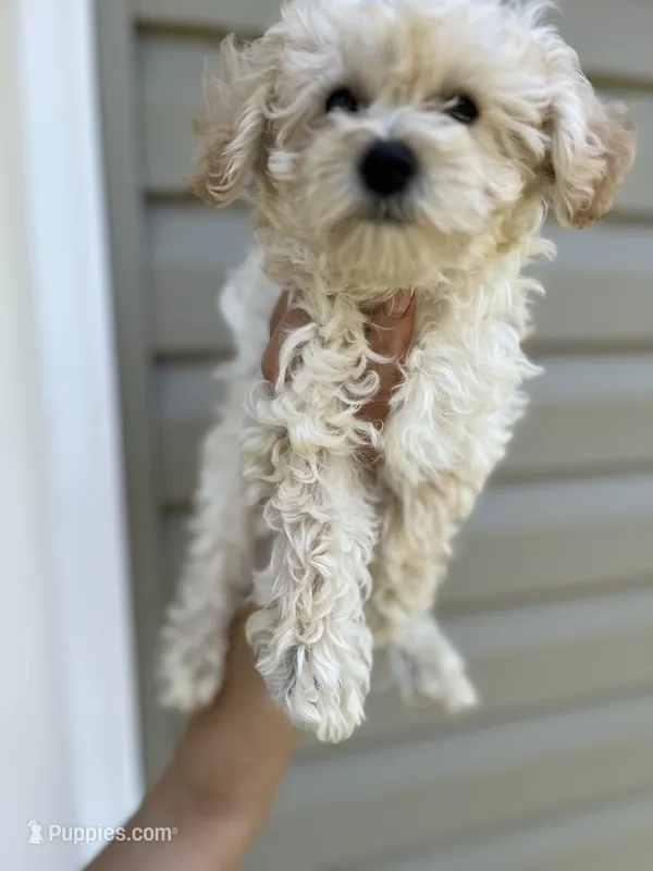 Malibu  – Miniature Goldendoodle puppy for sale in Madisonville, KY