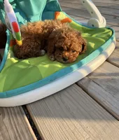 Sadie , a female Miniature Goldendoodle for sale in Madisonville, KY – Photo 3 of 3