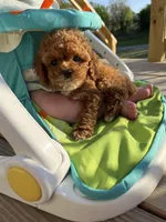 Sadie , a female Miniature Goldendoodle for sale in Madisonville, KY – Photo 2 of 3