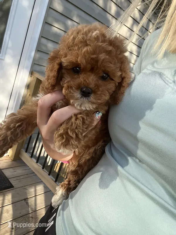 Sadie , a female Miniature Goldendoodle for sale in Madisonville, KY – Photo 1 of 3