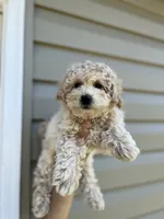 Malachi , a male Miniature Goldendoodle for sale in Madisonville, KY – 2 of 3