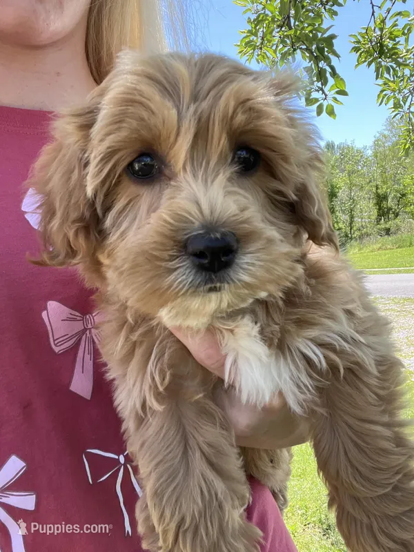 Bella , a female Miniature Goldendoodle for sale in Madisonville, KY – Photo 1 of 2