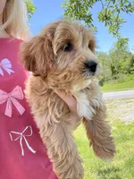 Bella , a female Miniature Goldendoodle for sale in Madisonville, KY – Photo 2 of 2