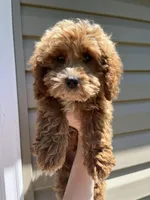 Tank , a male Miniature Goldendoodle for sale in Madisonville, KY – Photo 2 of 4