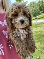 Tank , a male Miniature Goldendoodle for sale in Madisonville, KY – Photo 3 of 4