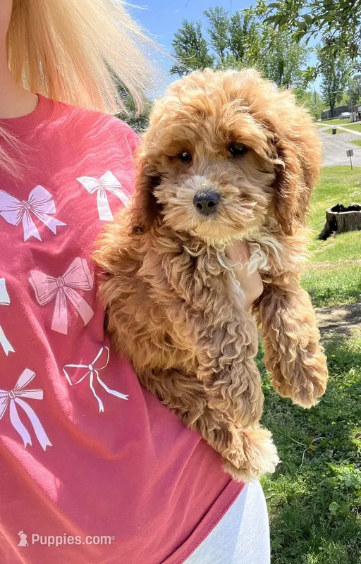 Tank  – Miniature Goldendoodle puppy for sale in Madisonville, KY