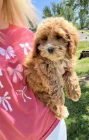 Tank , a male Miniature Goldendoodle for sale in Madisonville, KY – Photo 1 of 4