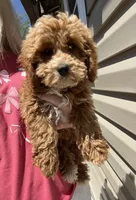 Tank , a male Miniature Goldendoodle for sale in Madisonville, KY – Photo 4 of 4