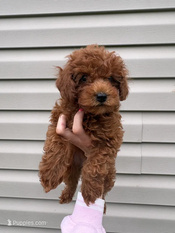 Louie  – Miniature Goldendoodle puppy for sale in Madisonville, KY