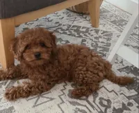 Tiny , a male Miniature Goldendoodle for sale in Madisonville, KY – 1 of 2