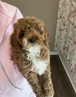 Bucky , a male Miniature Goldendoodle for sale in Madisonville, KY – 1 of 6