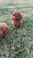 Sadie , a female Poodle - Toy  for sale in Madisonville, KY – 4 of 5