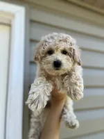 Malachi , a male Miniature Goldendoodle for sale in Madisonville, KY – 1 of 3