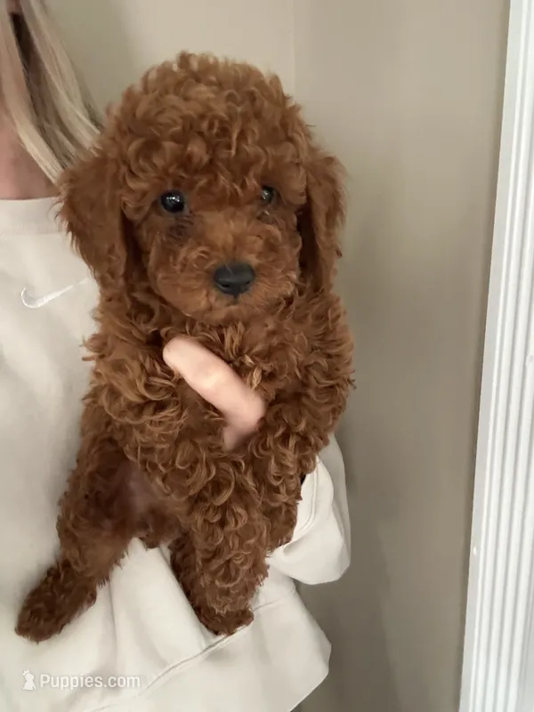 Sasha  – Miniature Goldendoodle puppy for sale in Madisonville, KY