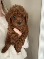Sasha , a female Miniature Goldendoodle for sale in Madisonville, KY – 1 of 1