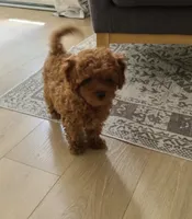 Tiny , a male Miniature Goldendoodle for sale in Madisonville, KY – 2 of 2