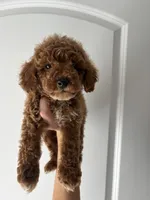 Buster , a male Miniature Goldendoodle for sale in Madisonville, KY – 3 of 4