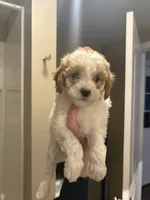 Shala , a female Cavapoo for sale in Madisonville, KY – 2 of 4