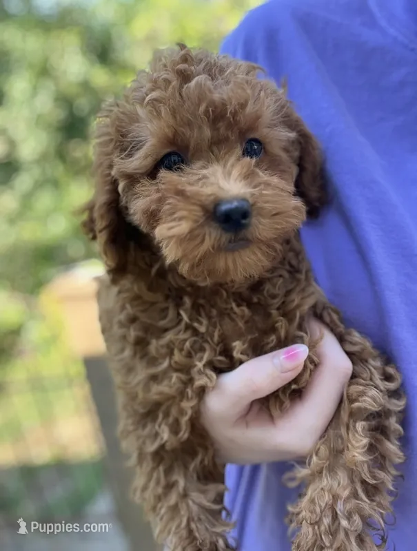 Bailey  – Miniature Goldendoodle puppy for sale in Madisonville, KY