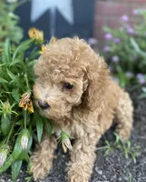 Bella , a female Miniature Goldendoodle for sale in Madisonville, KY – 2 of 2