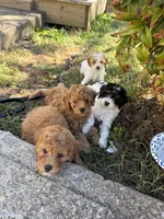 Buster , a male Cavapoo for sale in Madisonville, KY – 5 of 7