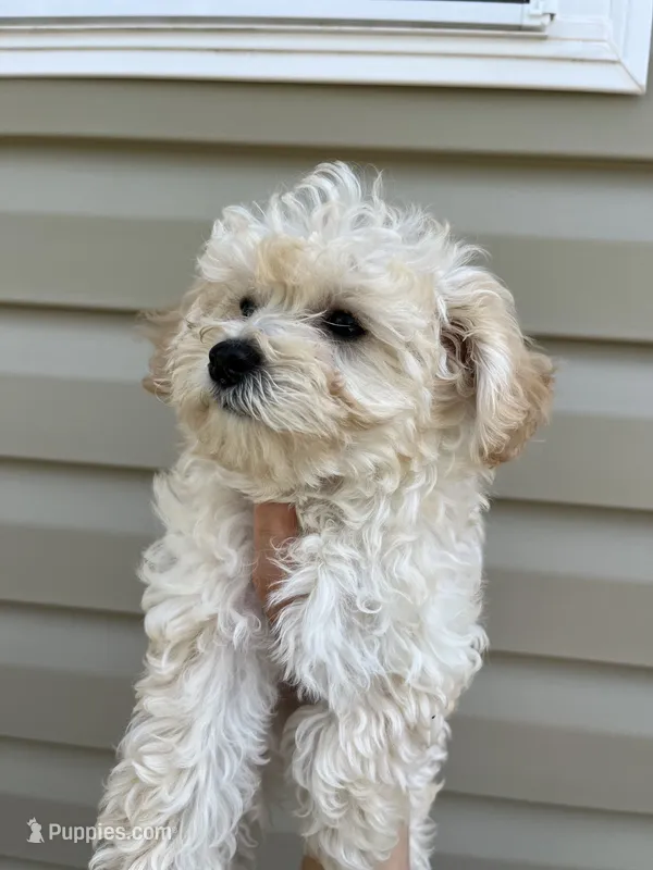Malibu  – Miniature Goldendoodle puppy for sale in Madisonville, KY