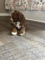 Buster , a male Miniature Goldendoodle for sale in Madisonville, KY – 3 of 8