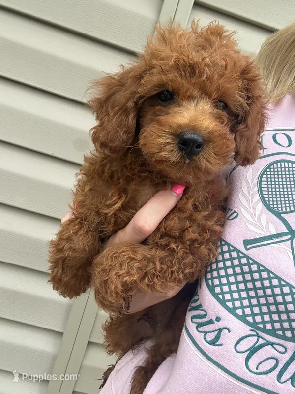 Tank  – Miniature Goldendoodle puppy for sale in Madisonville, KY