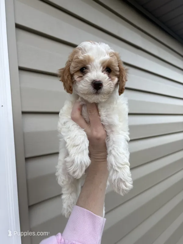 Shala  – Cavapoo puppy for sale in Madisonville, KY