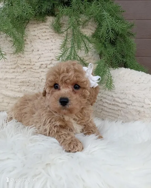 Buddy , a male Miniature Goldendoodle for sale in Madisonville, KY – Photo 1 of 2