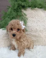 Buddy , a male Miniature Goldendoodle for sale in Madisonville, KY – Photo 2 of 2