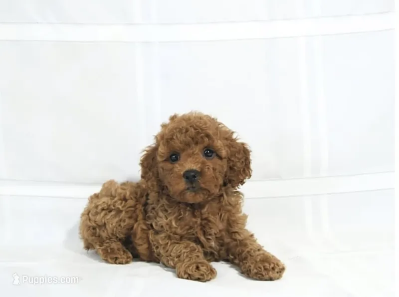 Louie  – Miniature Goldendoodle puppy for sale in Madisonville, KY